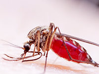 Will Zika Virus be Back this Summer?